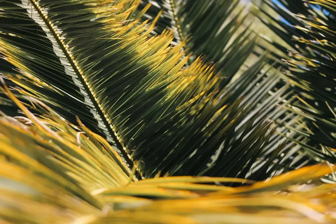 Nhiều trái Ita palm đã tách vỏ