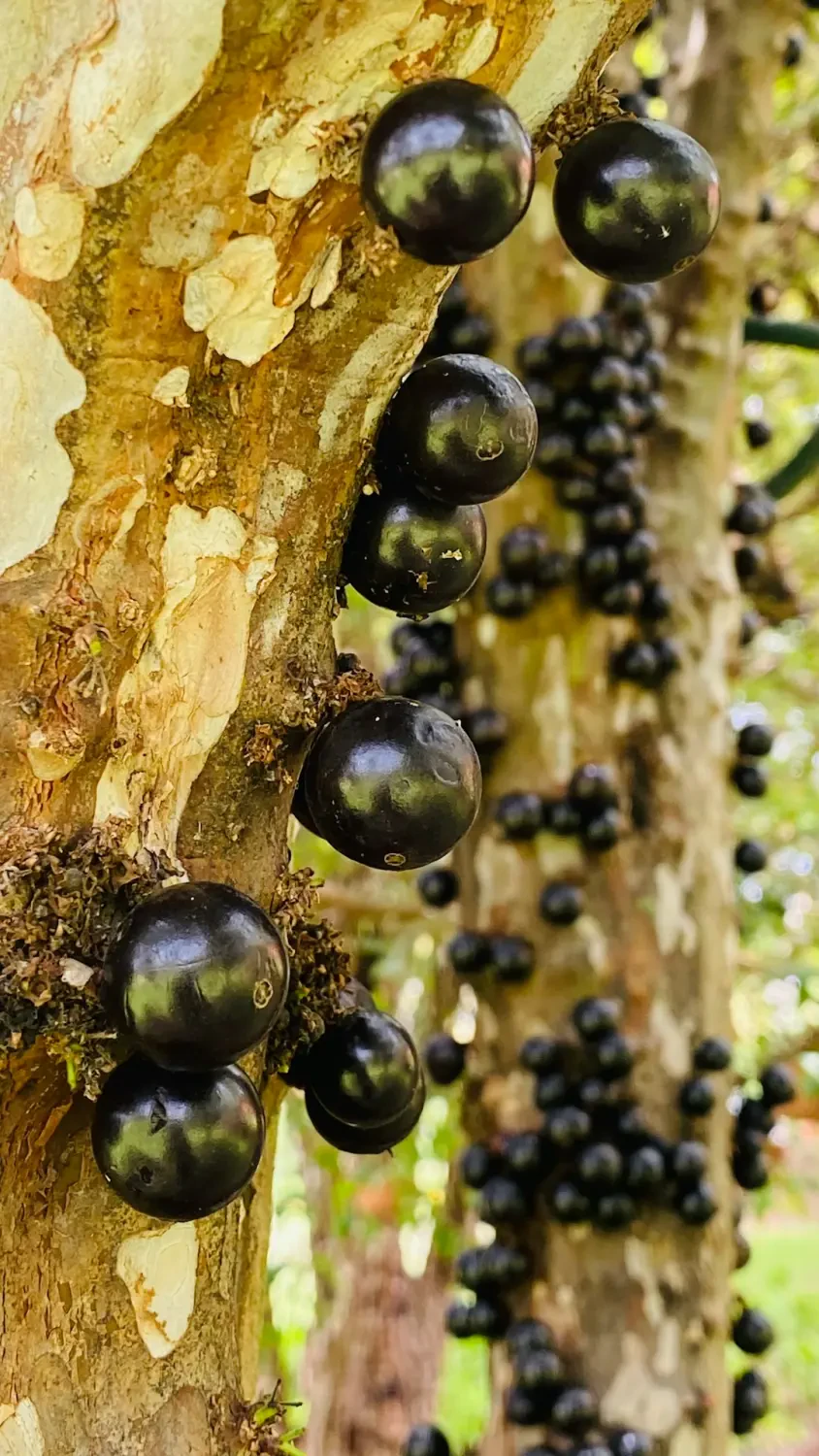 Jabuticaba – Nguồn Gốc, Dinh Dưỡng, Lợi Ích & Ứng Dụng Độc Đáo