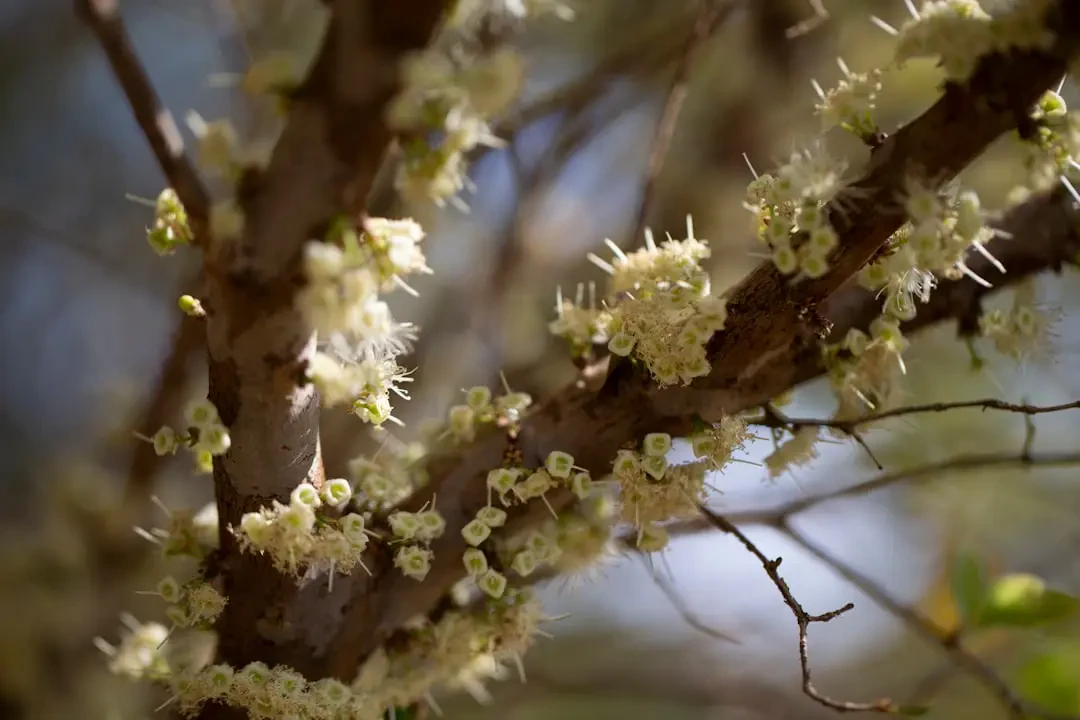 Những quả Jabuticaba tươi ngon sau khi thu hoạch
