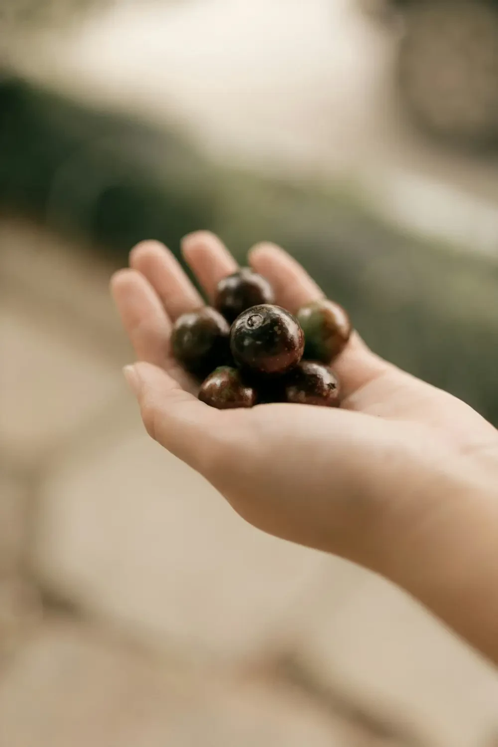 Món tráng miệng và thức uống từ Jabuticaba tươi