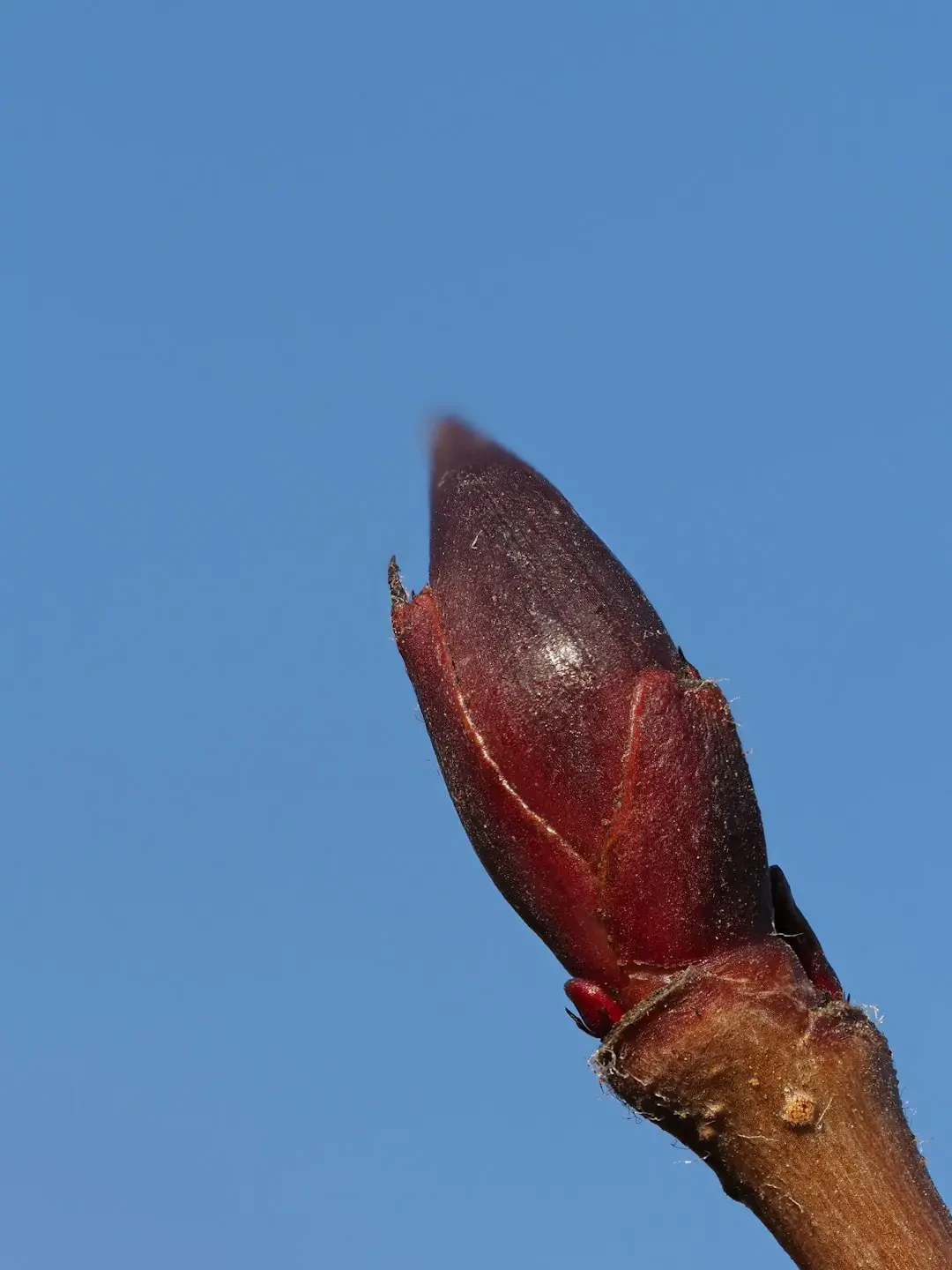 Trái Kakadu plum khô và bột chiết xuất