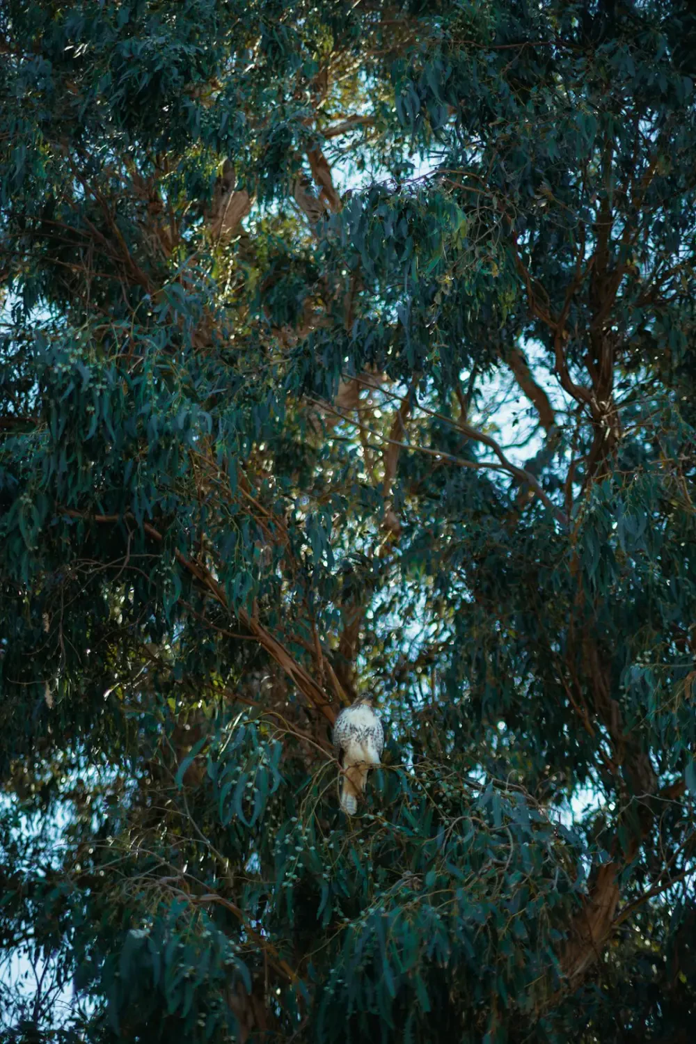 Kiwifruit hardy bổ dưỡng