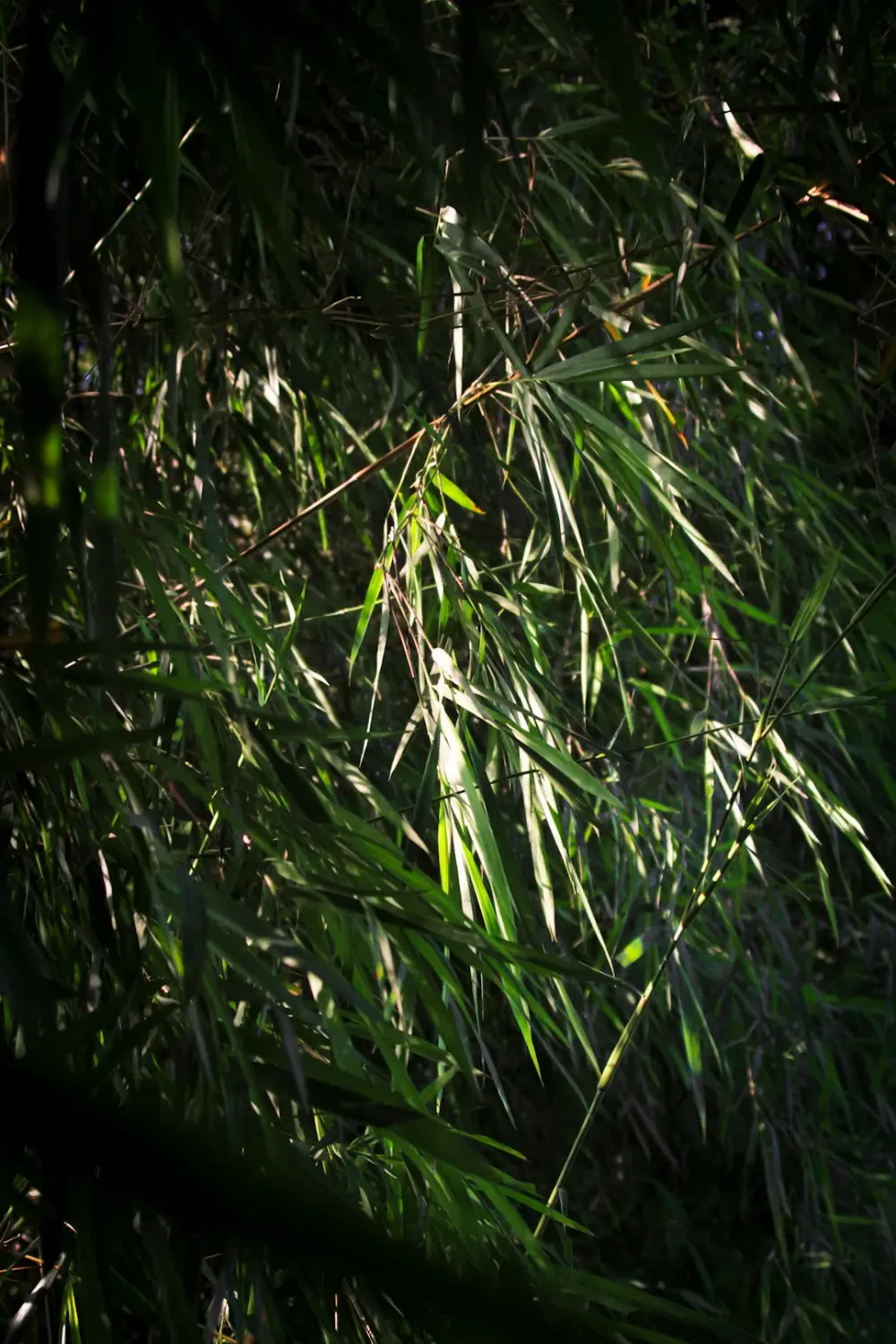 Các món ăn từ Kiwifruit hardy