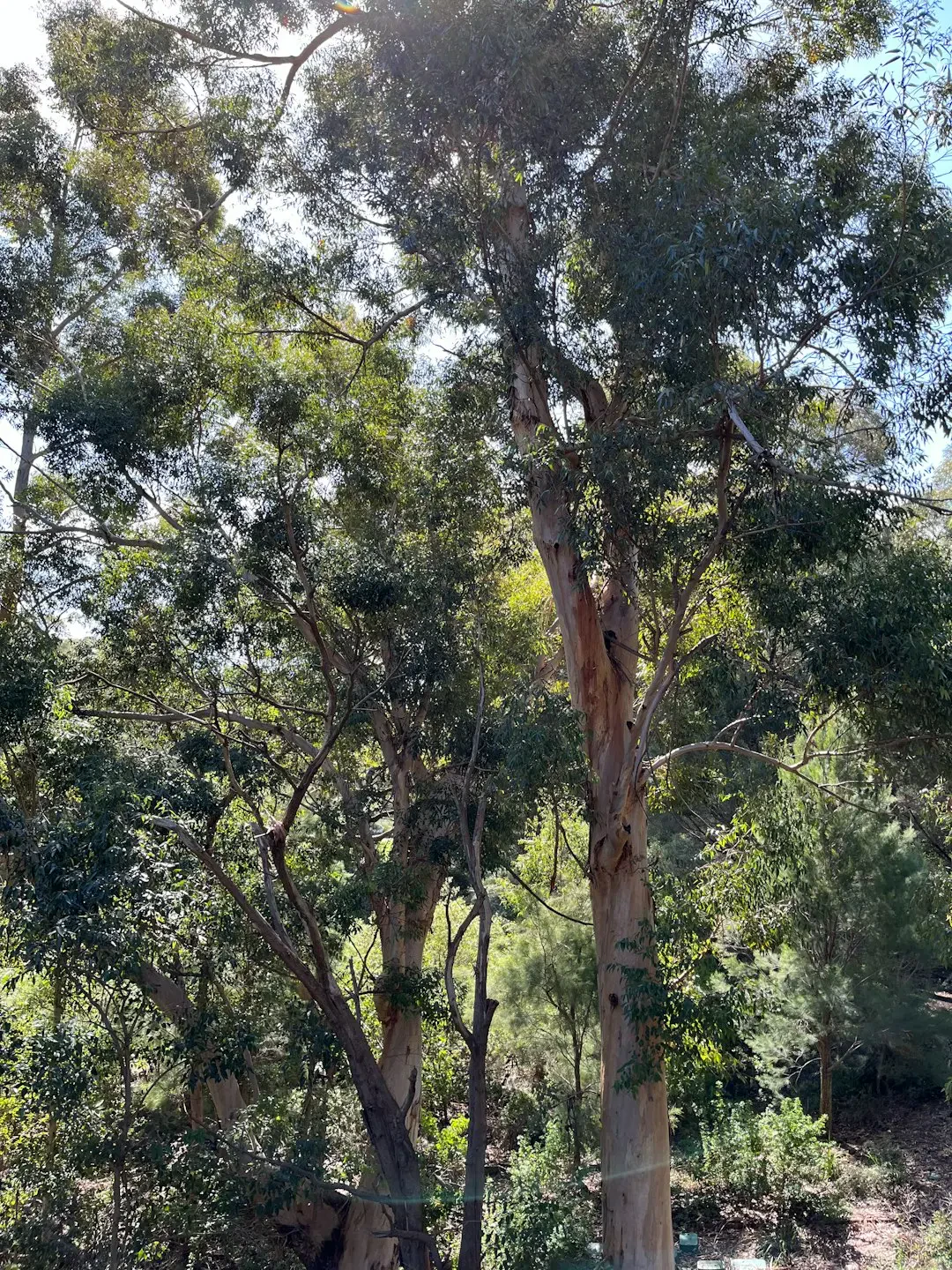 Kiwifruit hardy tươi và cách bảo quản