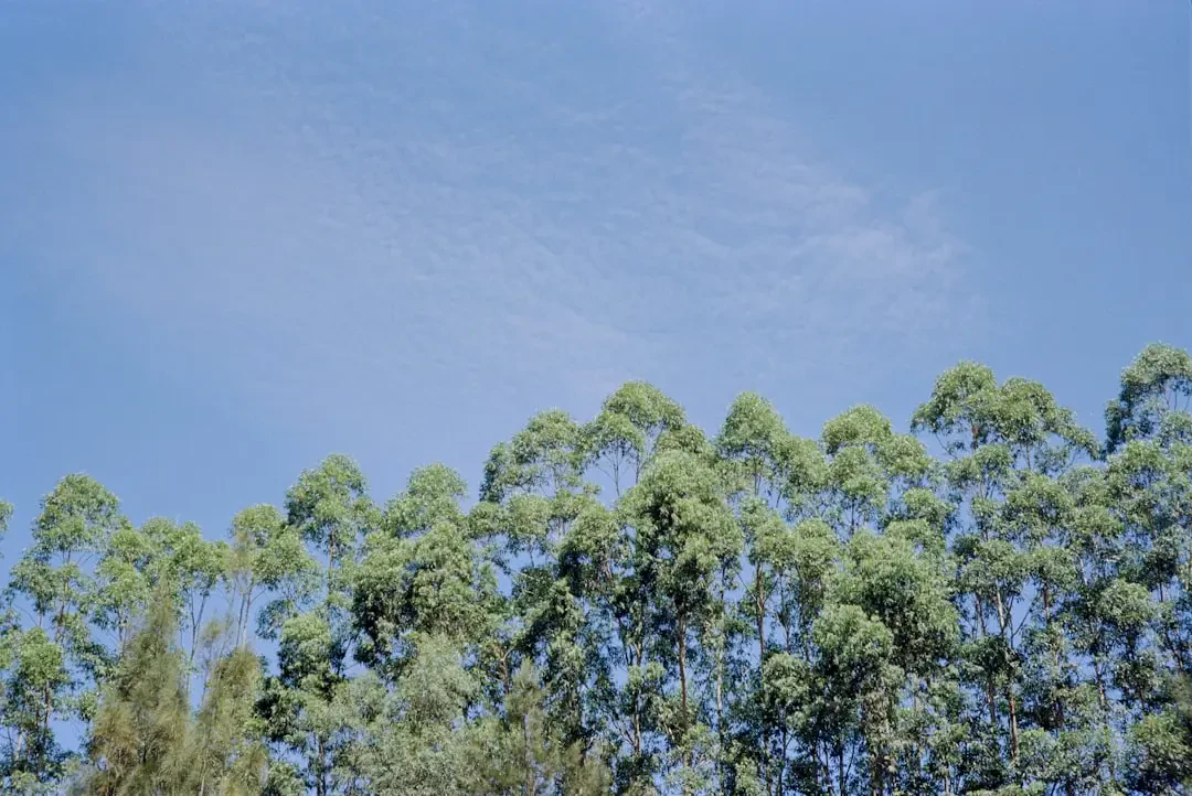 Giỏ trái cây Kiwifruit hardy làm quà tặng