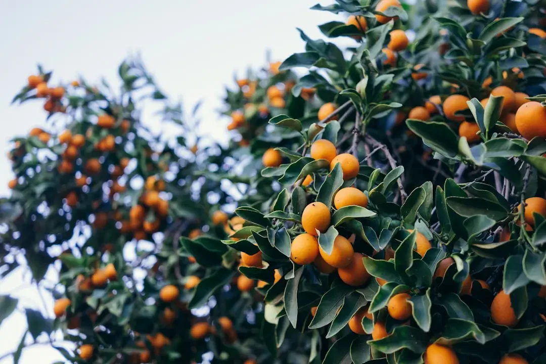 Kumquat – Nguồn Gốc, Dinh Dưỡng, Lợi Ích & Ứng Dụng