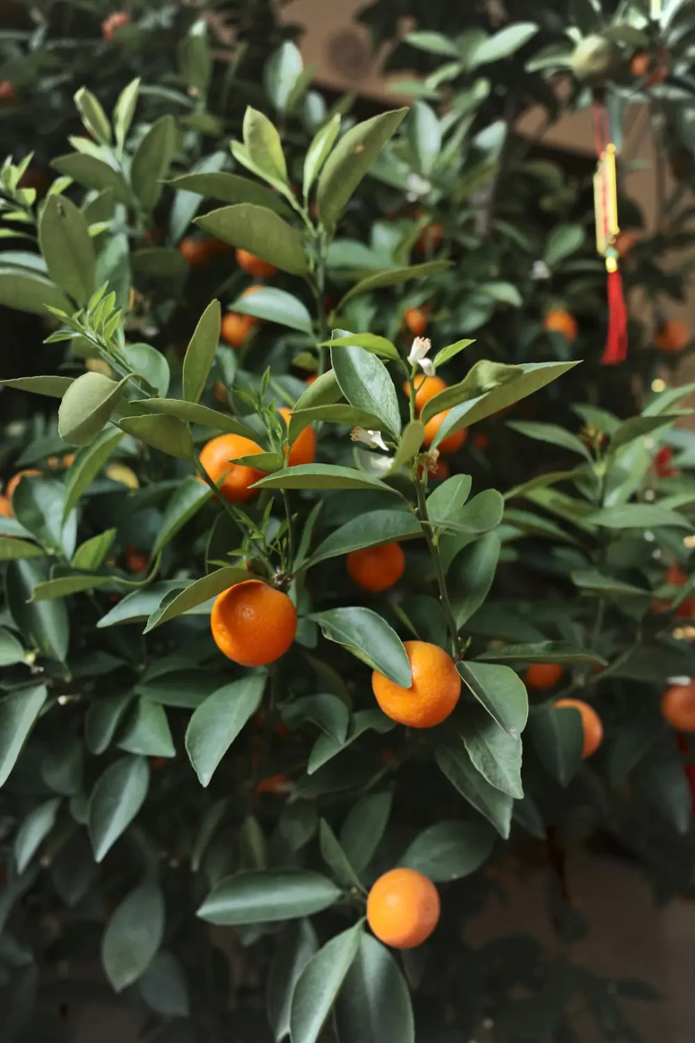Các trái Kumquat tươi xếp gọn gàng