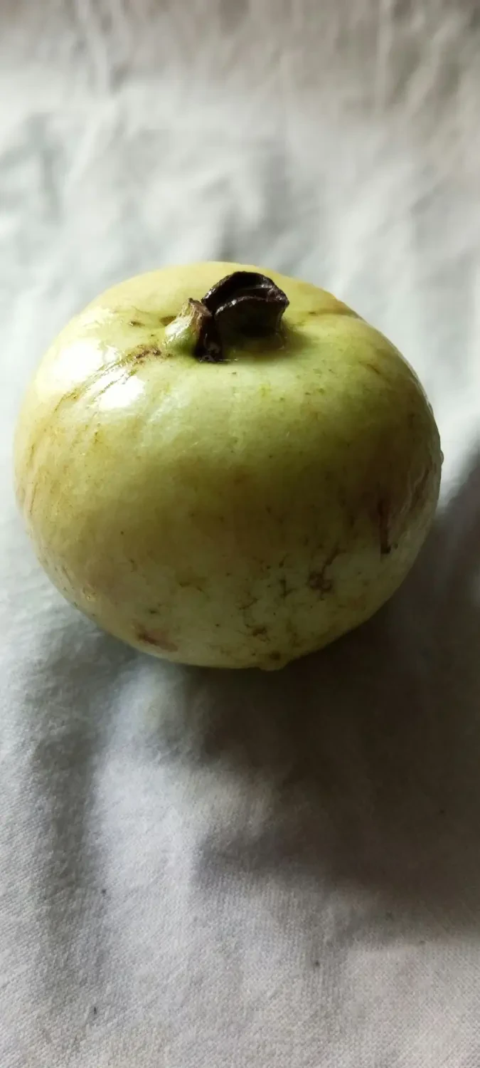 Lê Hàn Quốc trong văn hóa và ý nghĩa