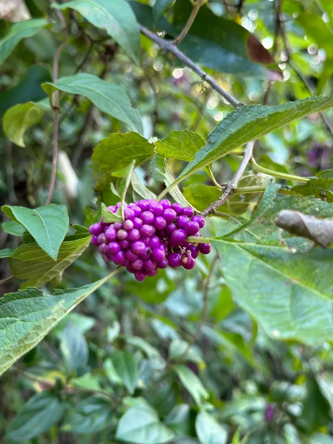 Limeberry trong các món ăn và đồ uống