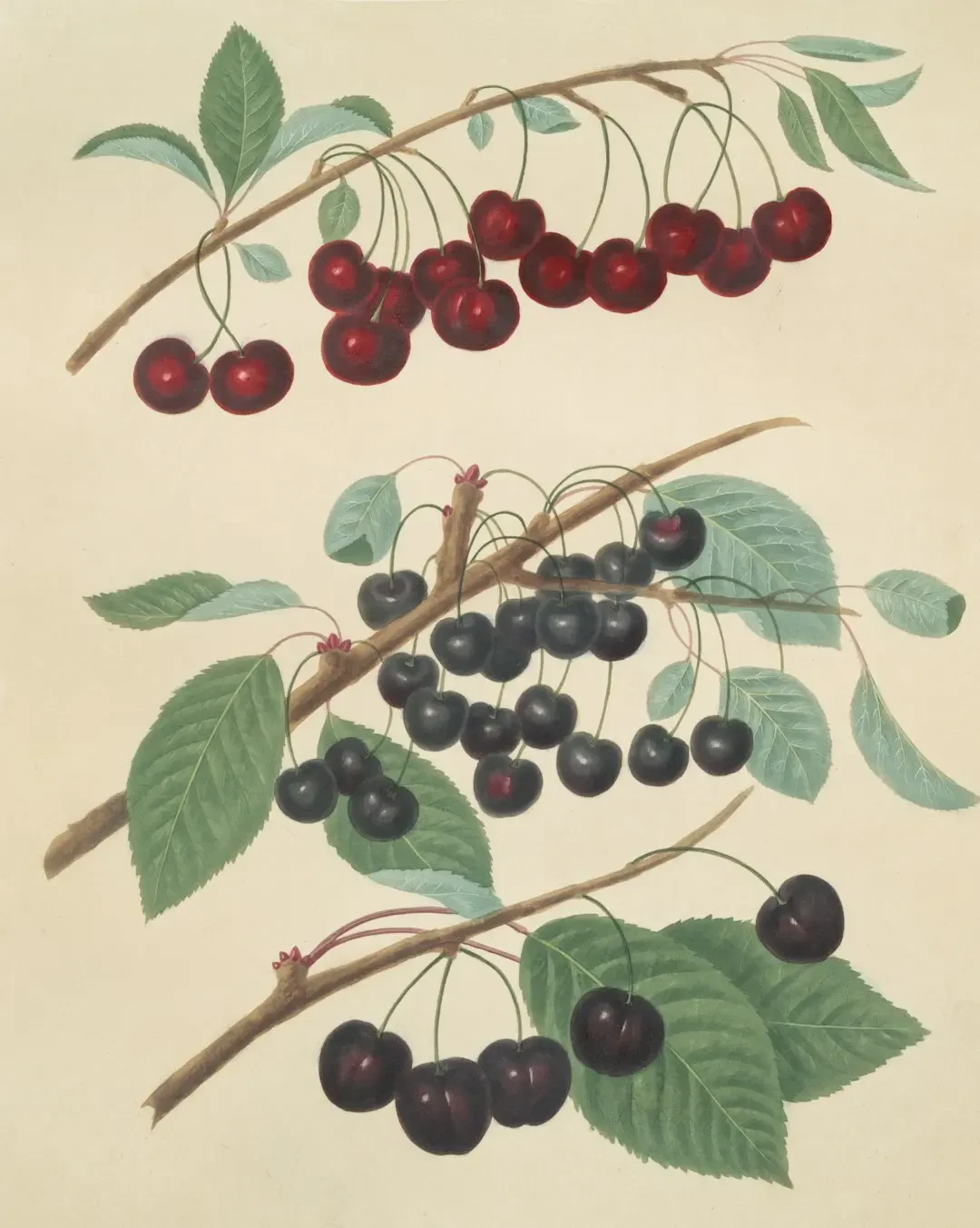 Chọn và bảo quản Limeberry tươi ngon