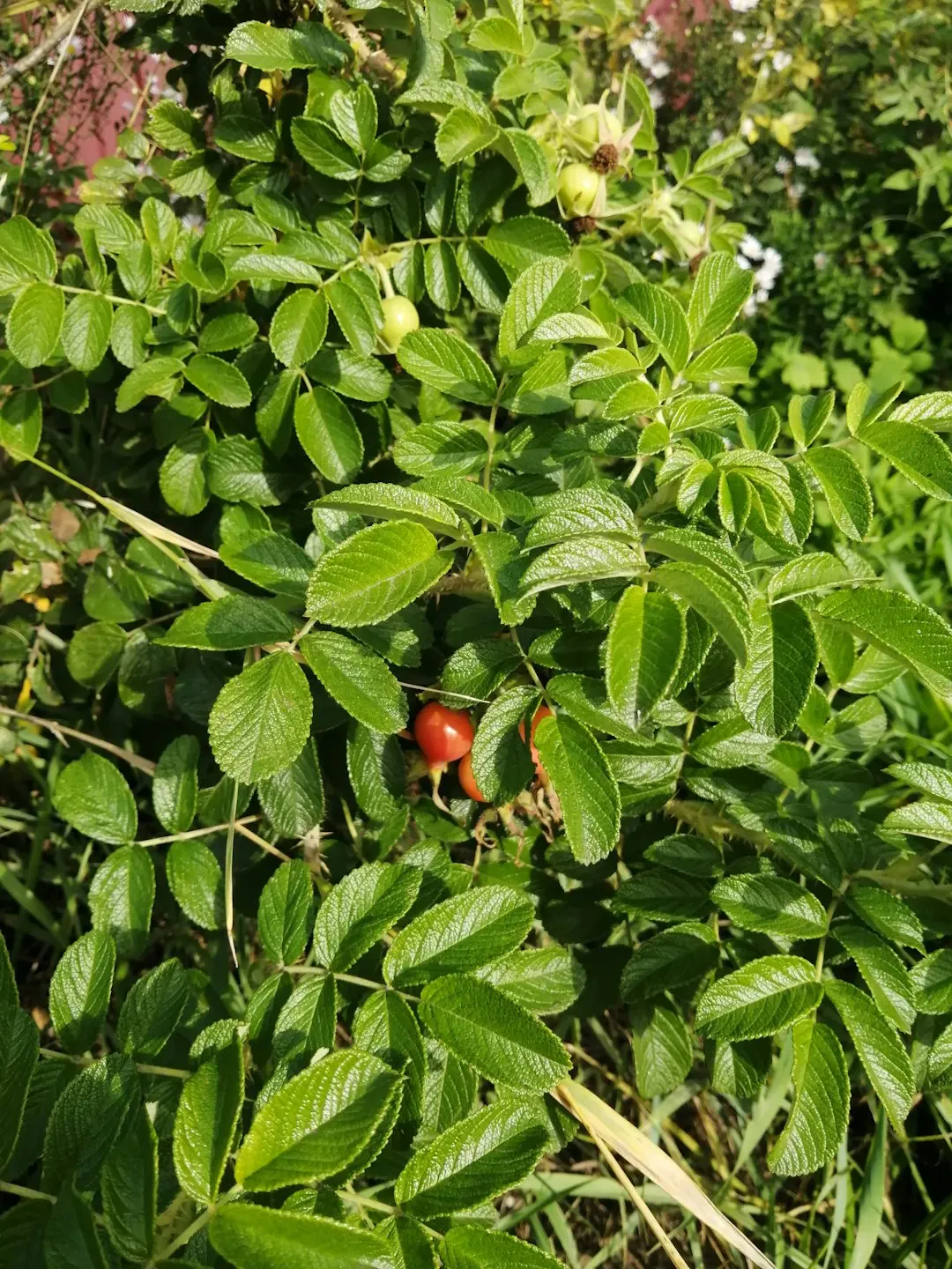 Quả Loganberry chín mọng