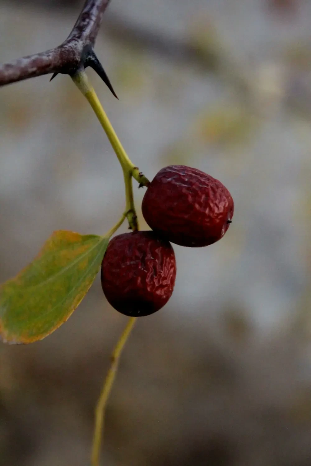 Sinh tố Loganberry