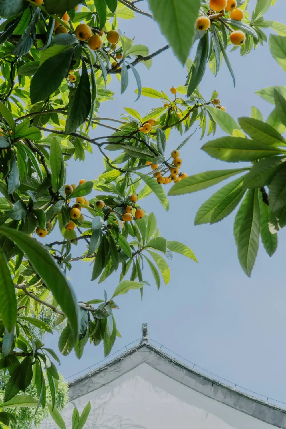 Loquat – Nguồn Gốc, Dinh Dưỡng, Lợi Ích & Ứng Dụng