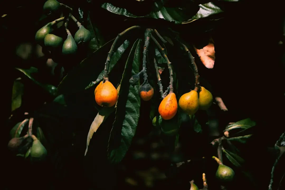 Đặc điểm nhận biết của trái Loquat (Nhót Tây)