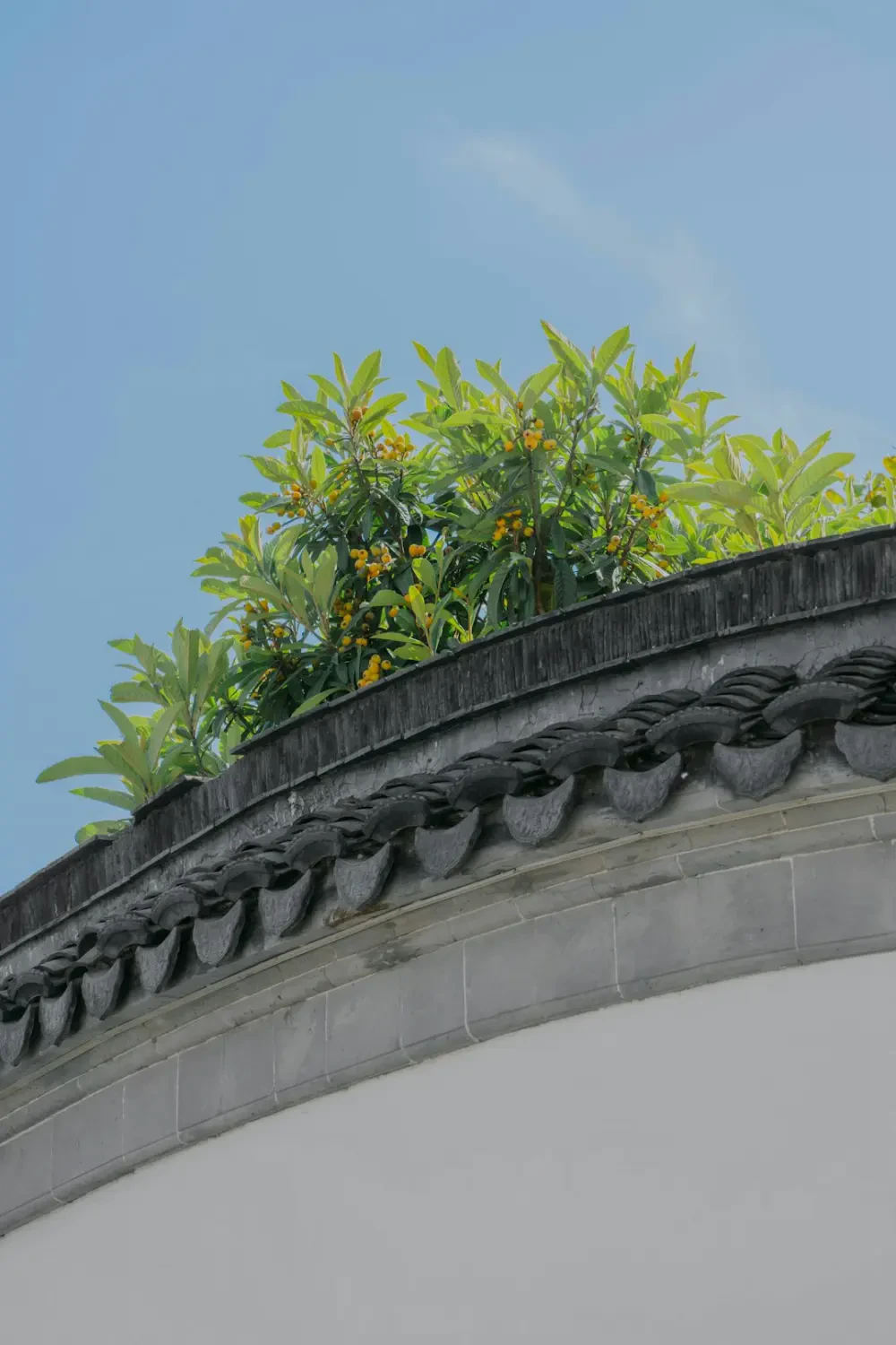 Những lợi ích tuyệt vời của trái Loquat cho sức khỏe