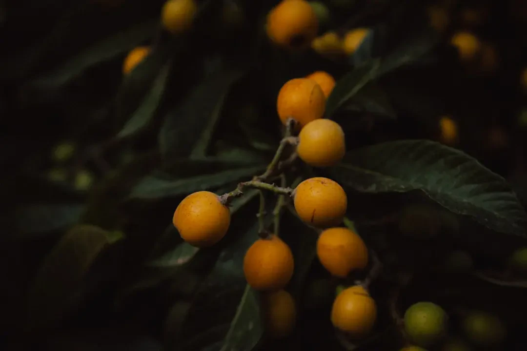 Ý nghĩa văn hóa và biểu tượng của trái Loquat