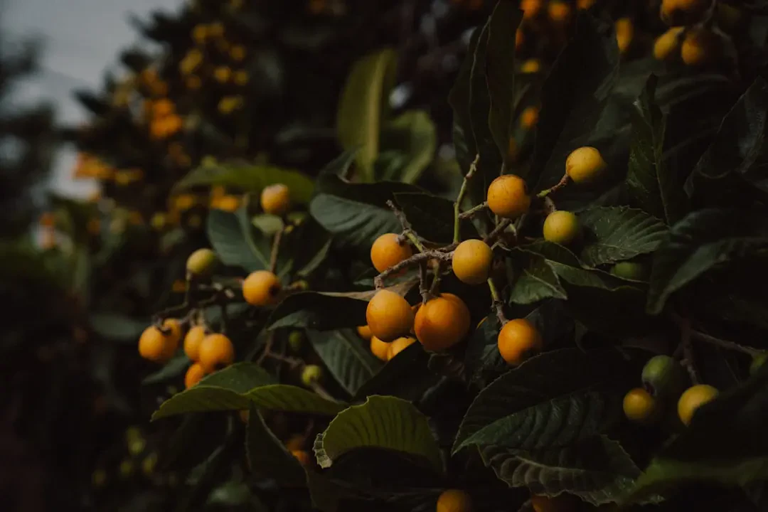 Cách chế biến các món ngon từ trái Loquat