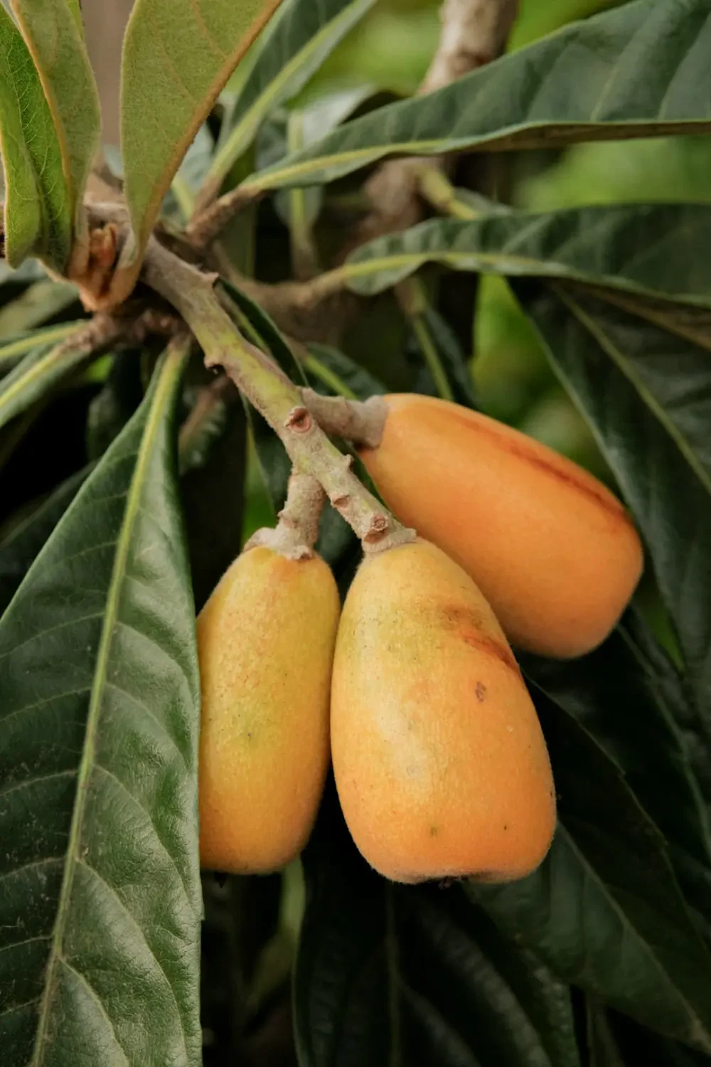 Hình ảnh trái Loquat tươi ngon và đẹp mắt