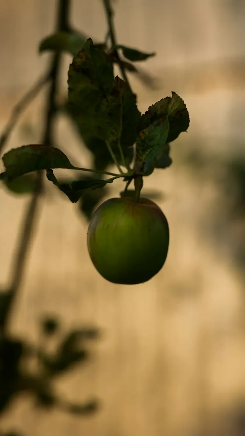 Cách chọn và bảo quản Mabolo