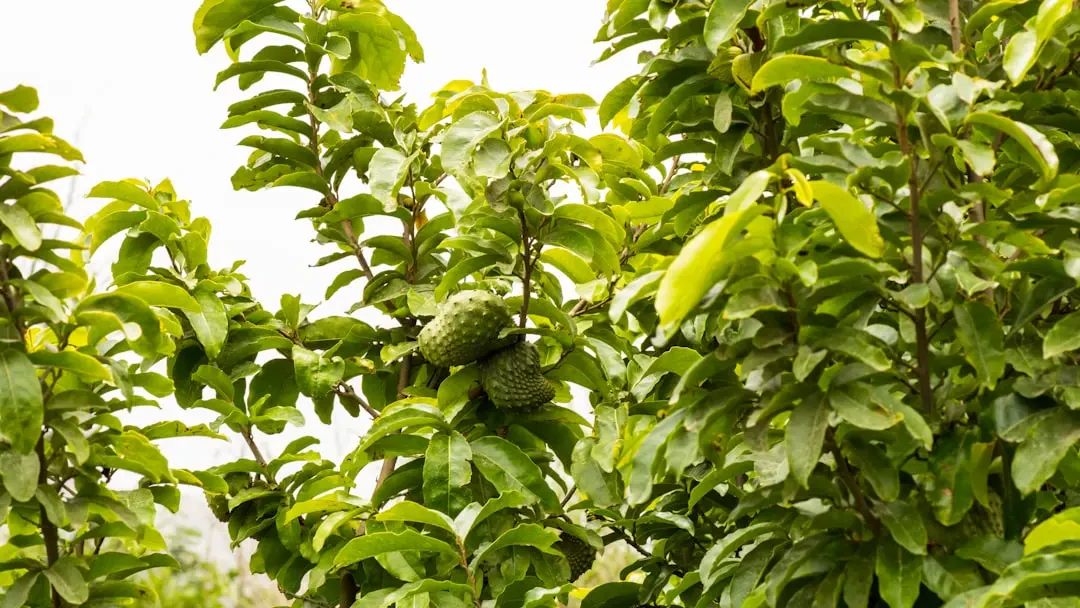 Mãng cầu xiêm bày bán