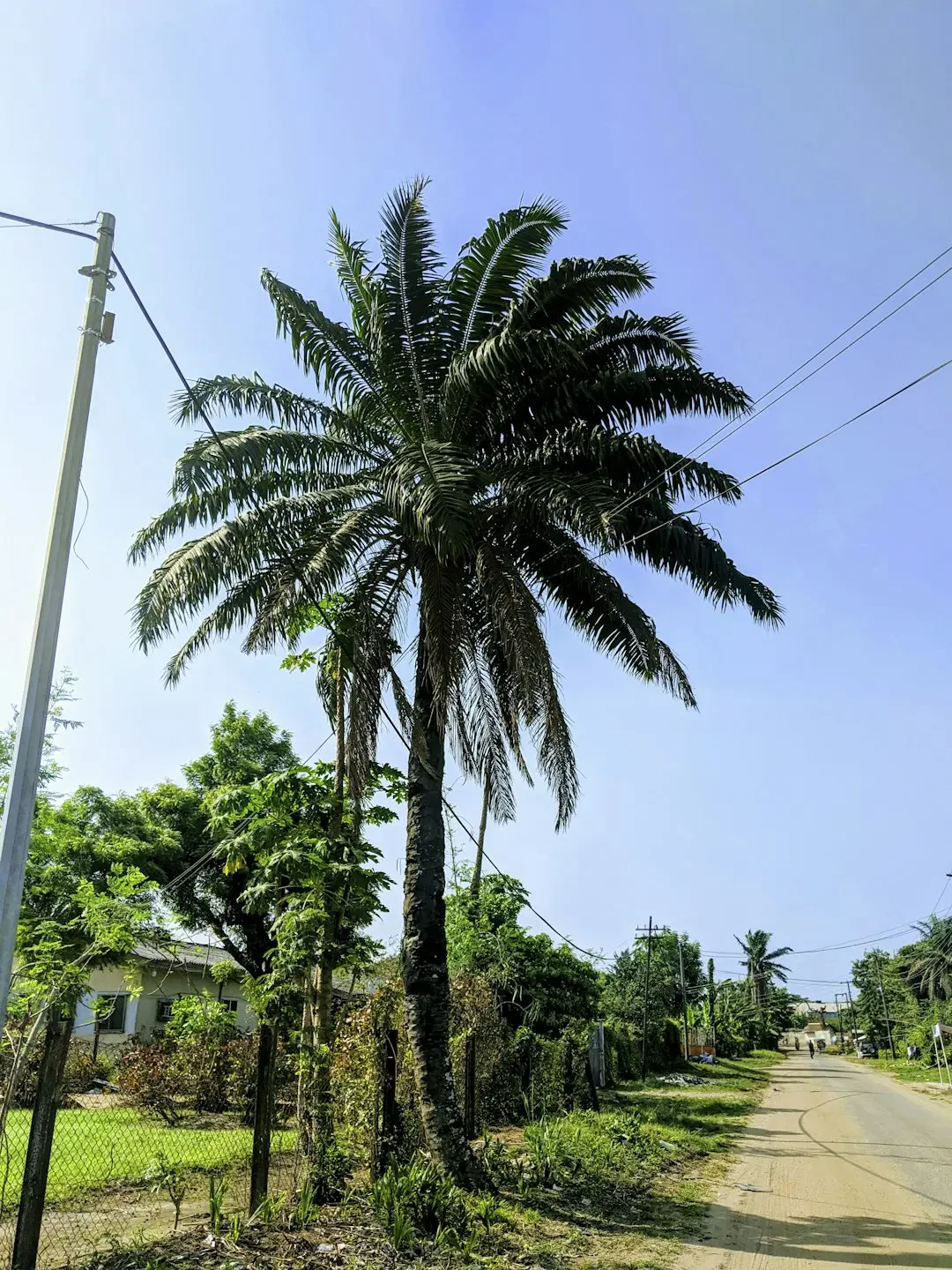 Mangaba trong bát với các loại trái cây khác