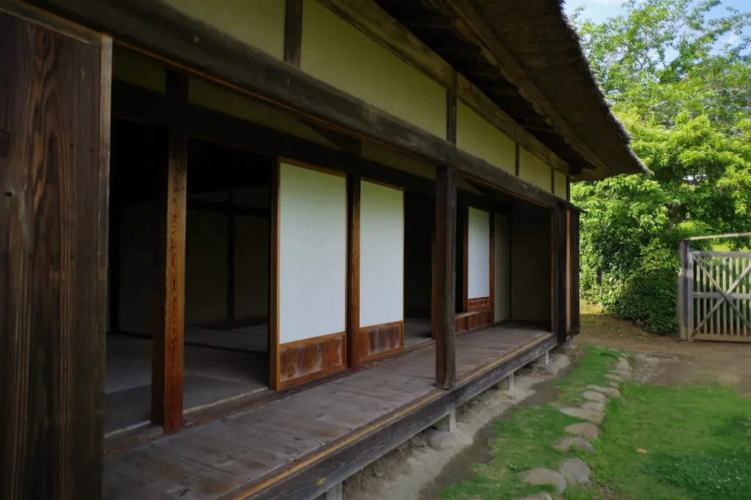 Cây Mangaba trĩu quả