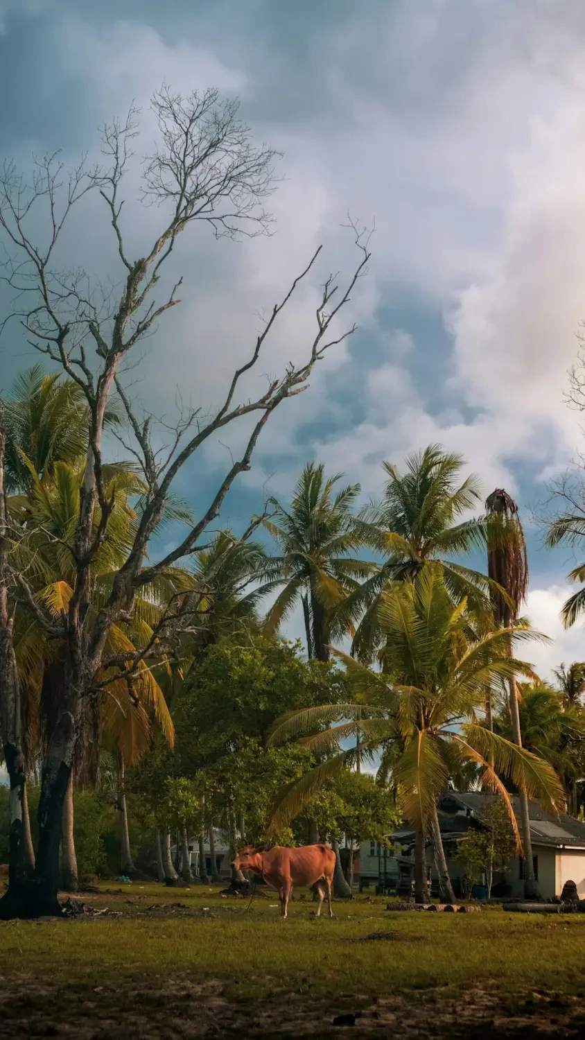 Múi Marang thơm ngon