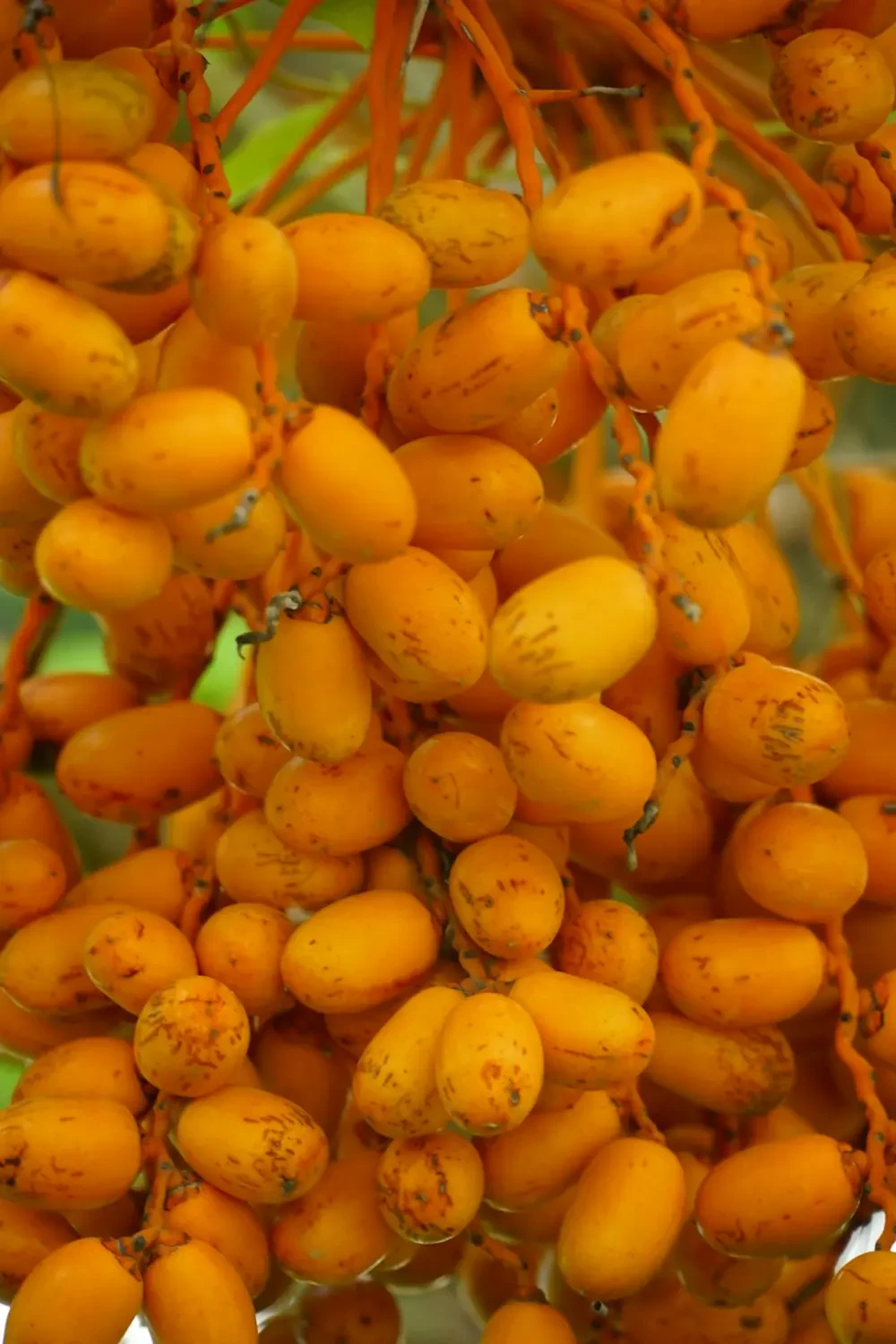 Lợi ích dinh dưỡng của me chua