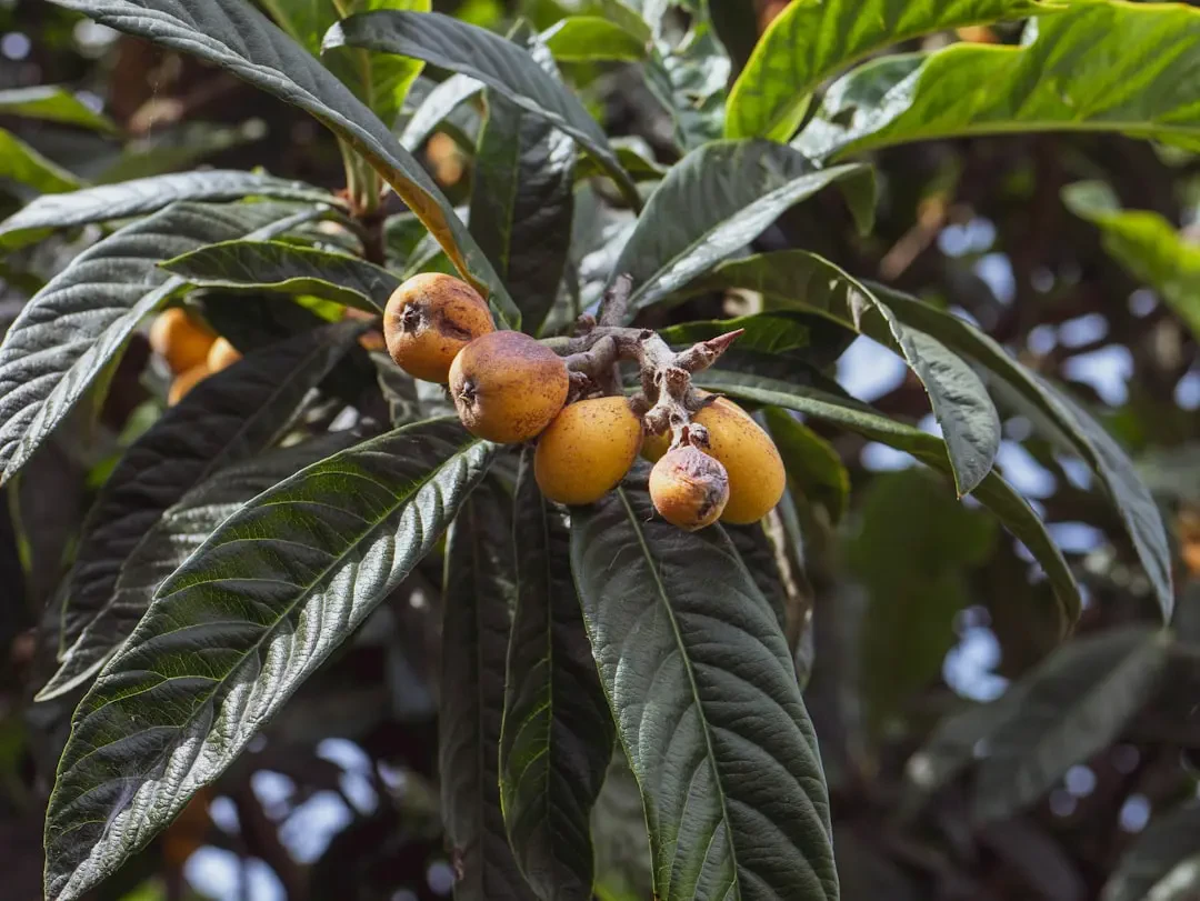 Ý nghĩa của Medlar