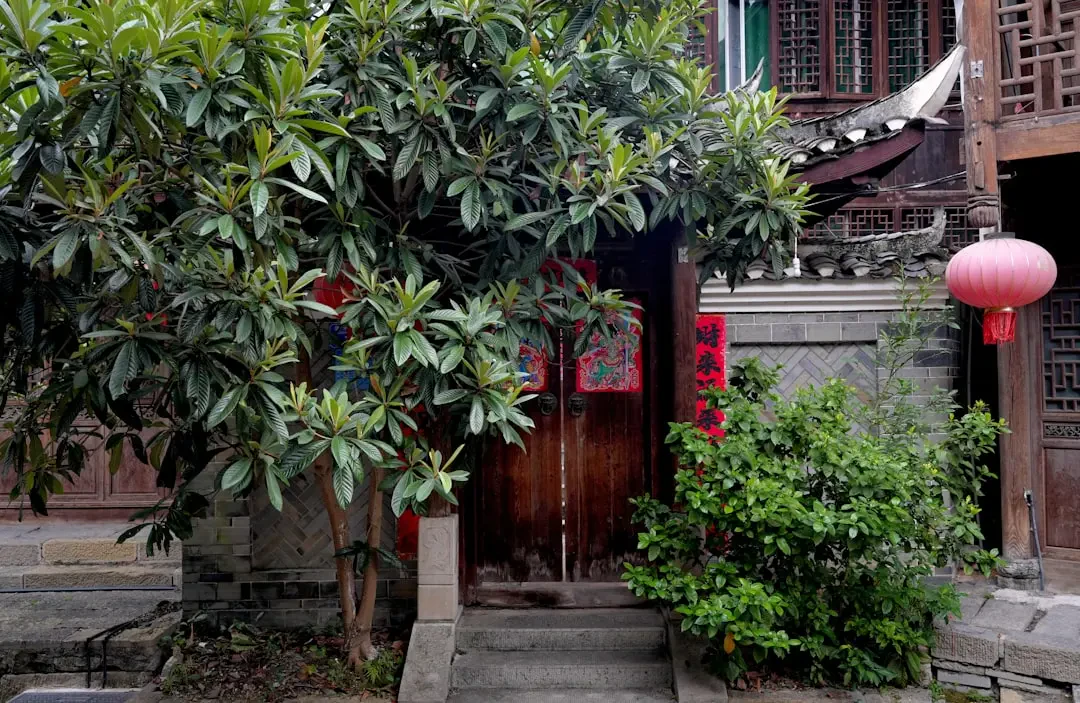 Cây Medlar và quả