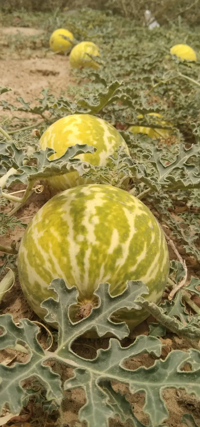 Melon tượng trưng cho sự sung túc