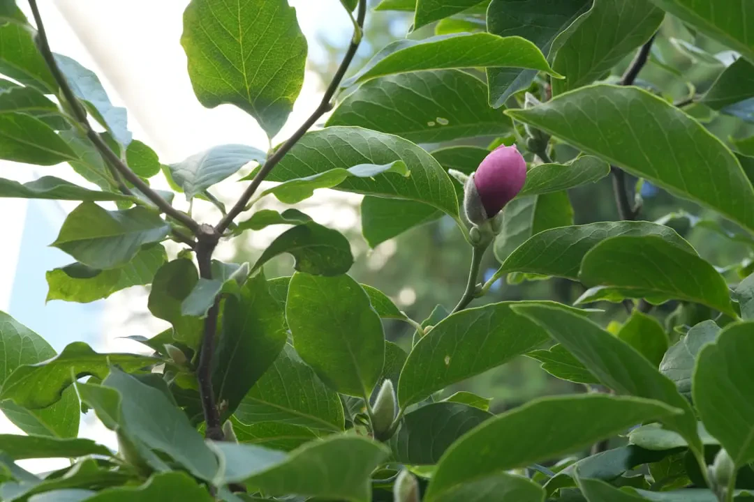 Hình ảnh Mận Mirabelle đẹp mắt