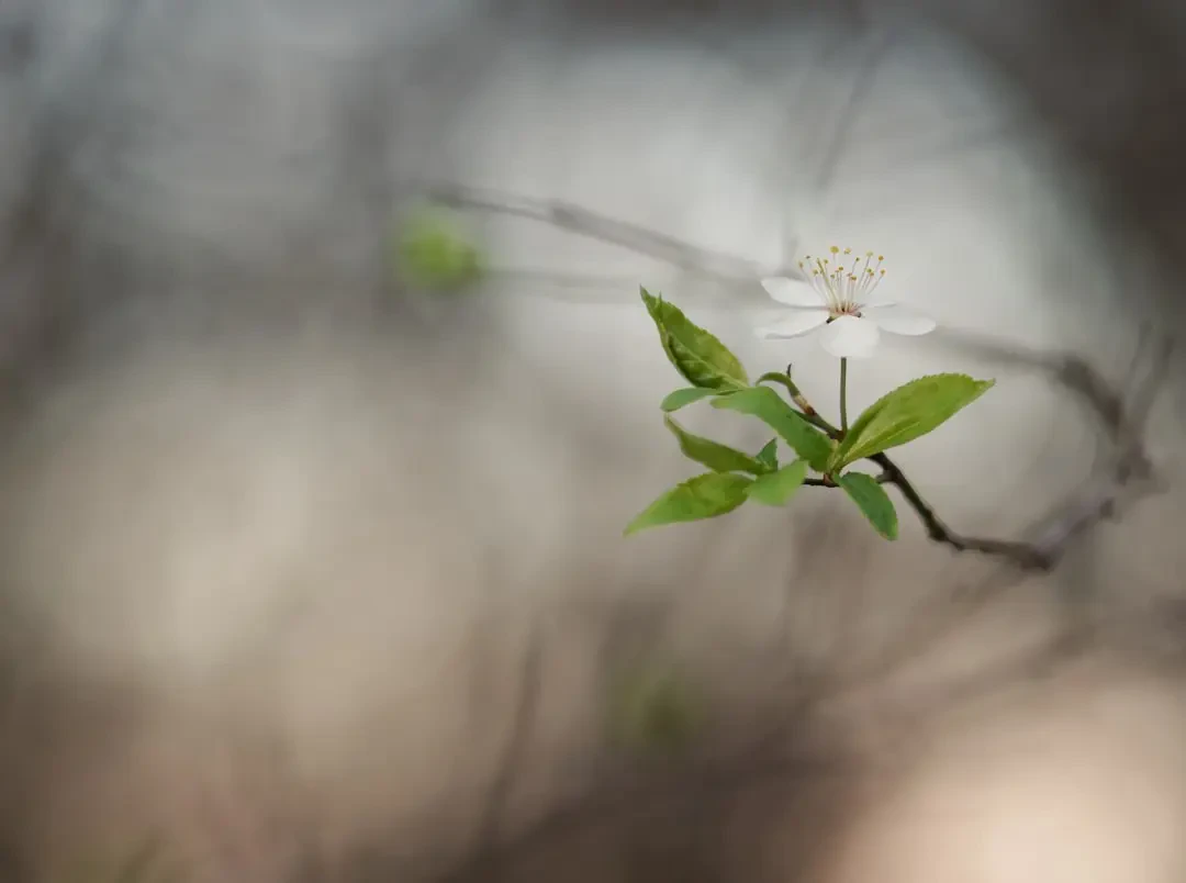 Một rổ Mirabelle plum tươi ngon vừa được thu hoạch