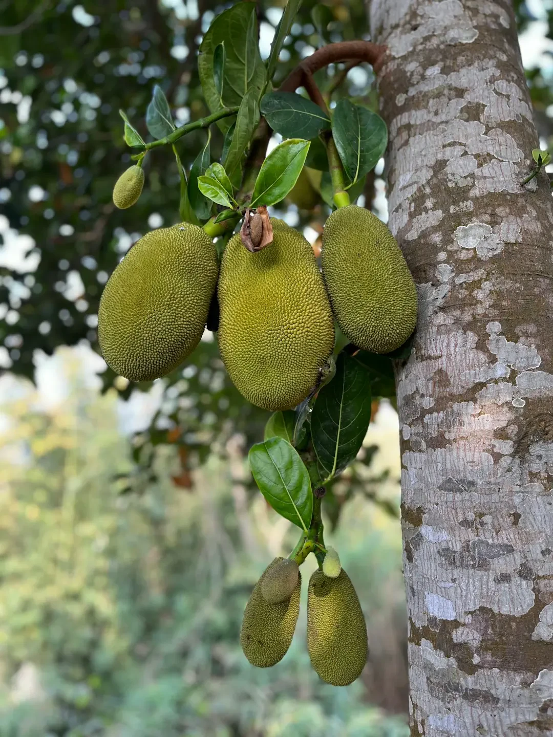 Cây Mít trĩu quả