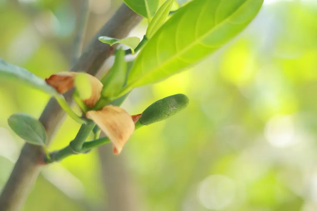 Mít non – Nguồn Gốc, Dinh Dưỡng, Lợi Ích & Ứng Dụng