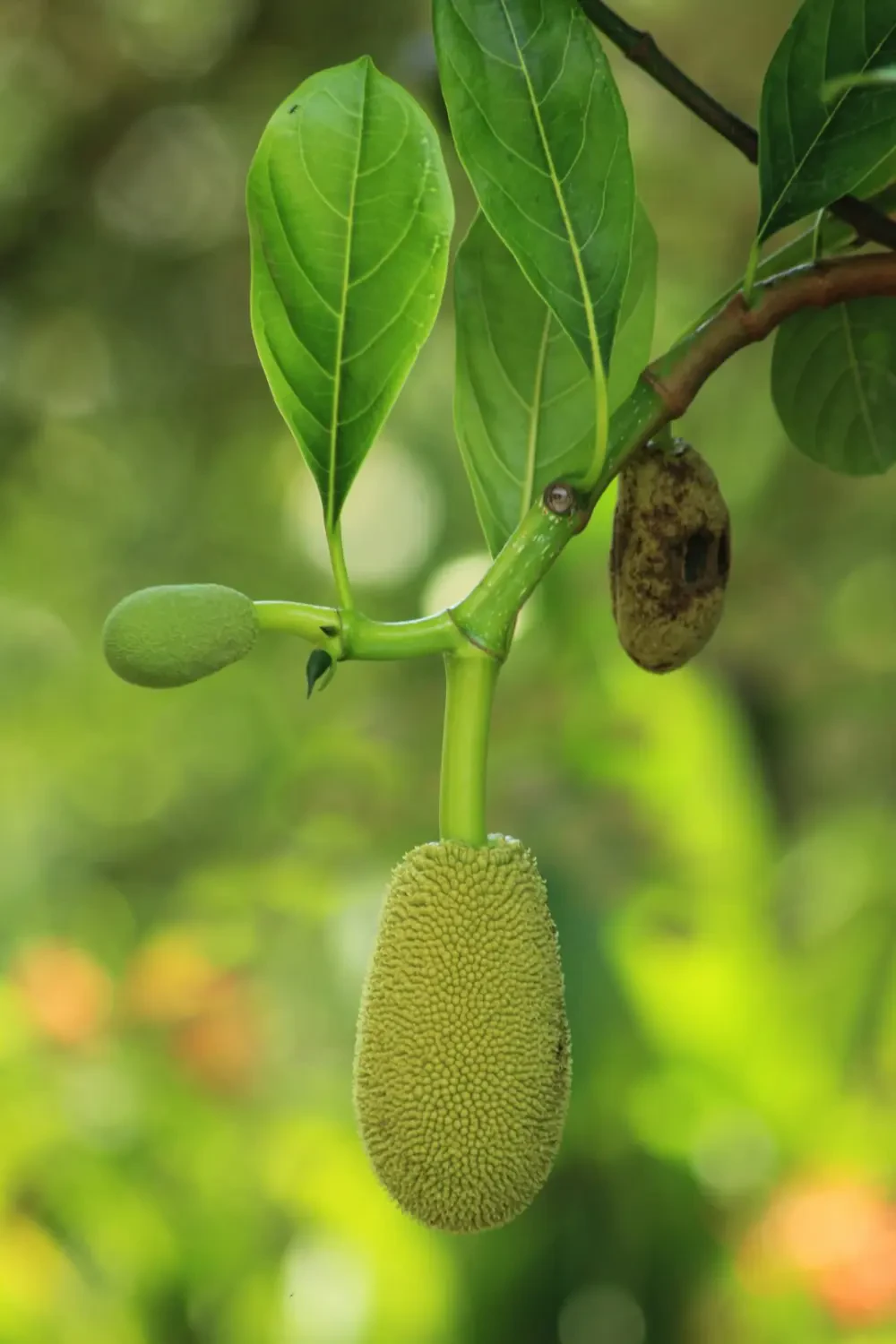 Gỏi mít non thanh mát