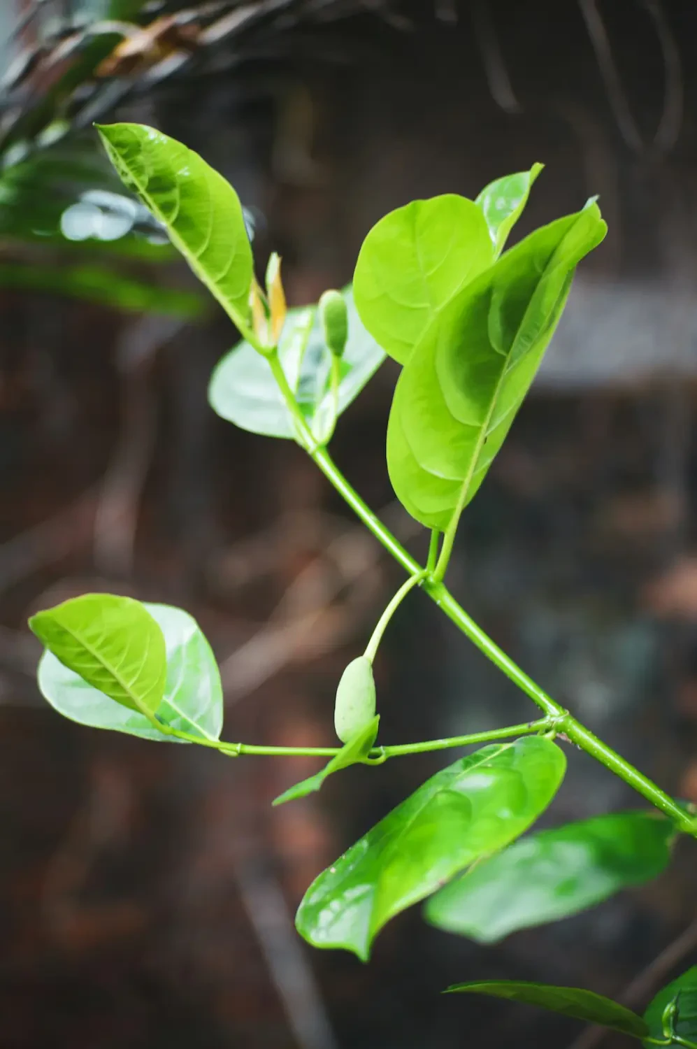 Mít non trong văn hóa ẩm thực Việt