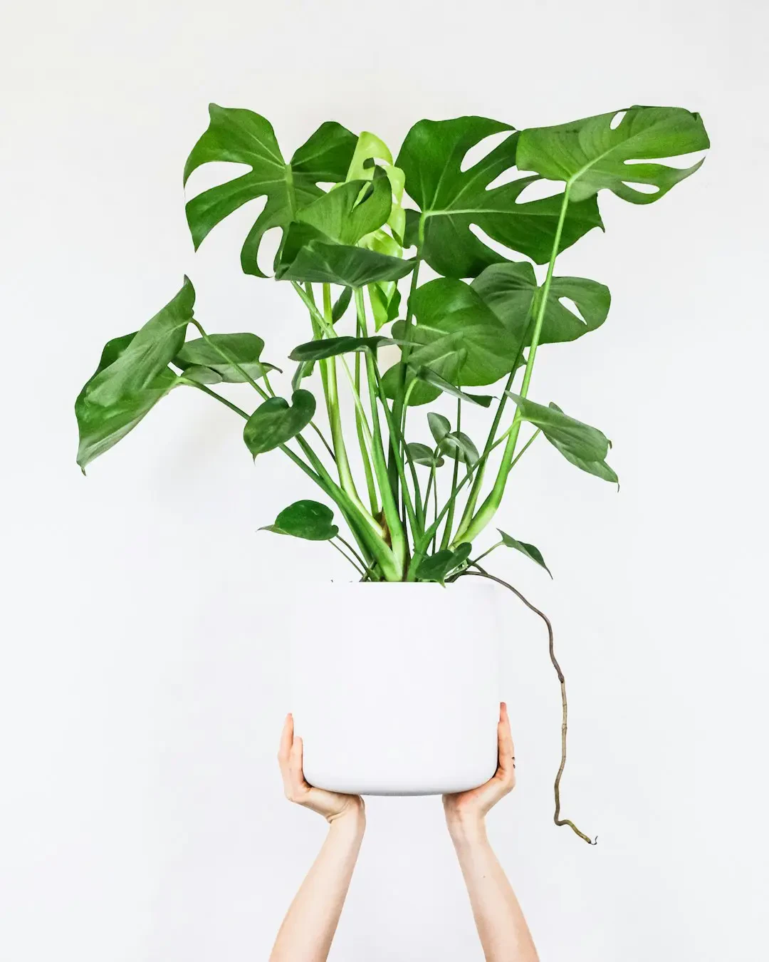 Lá Monstera xanh tốt