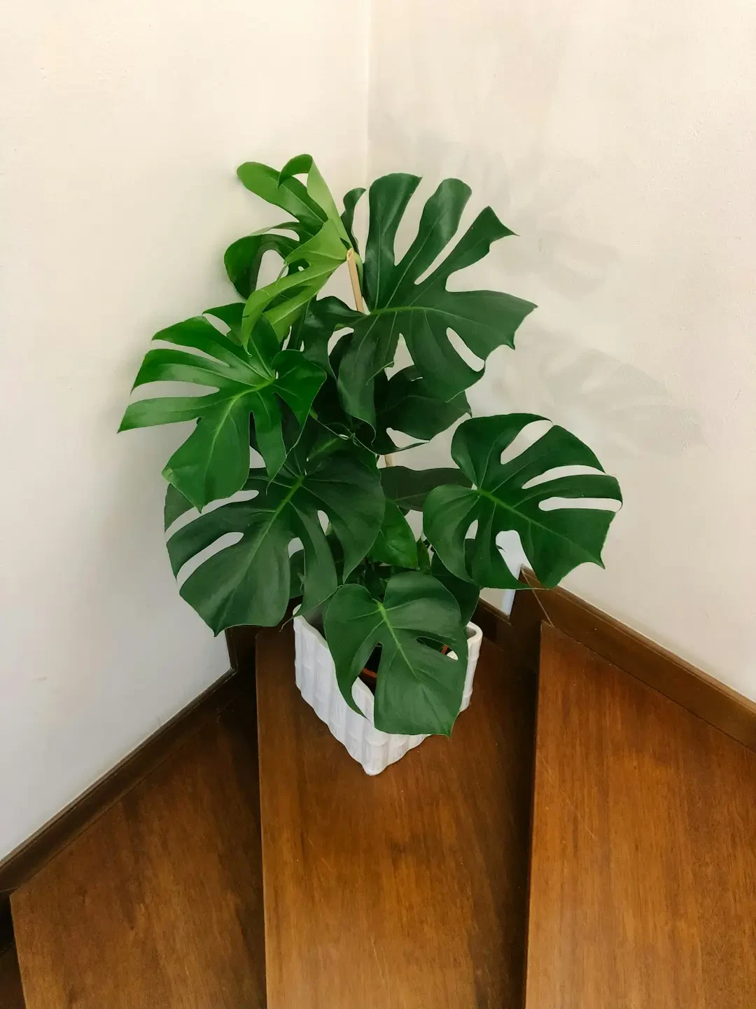Các loại Monstera khác nhau