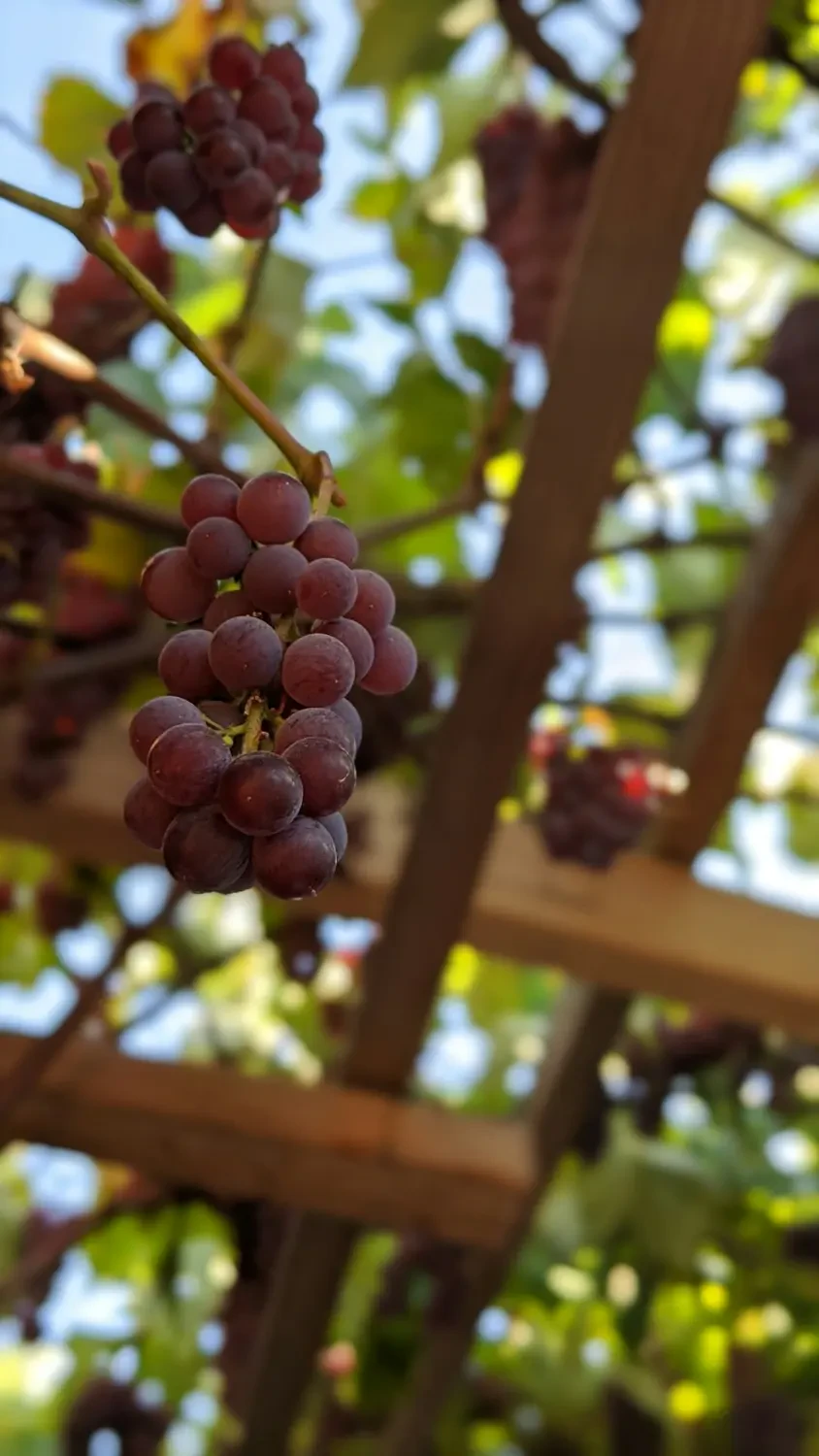 Nho đen và lợi ích sức khỏe