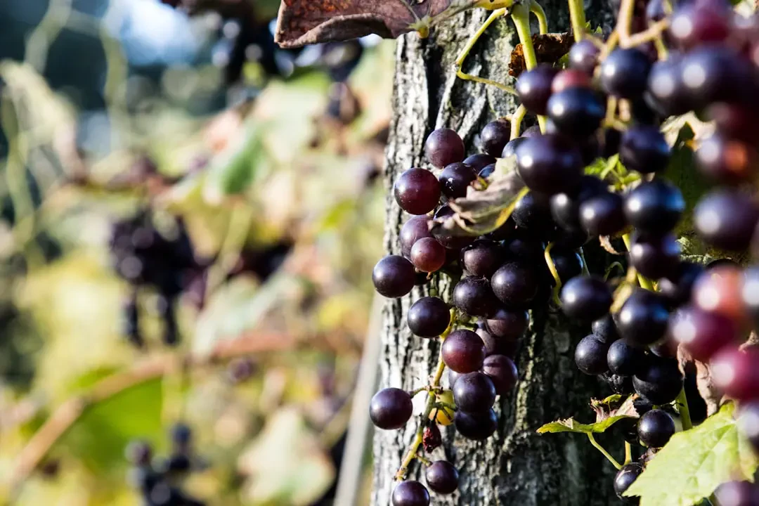 Các món ăn và thức uống từ nho đen