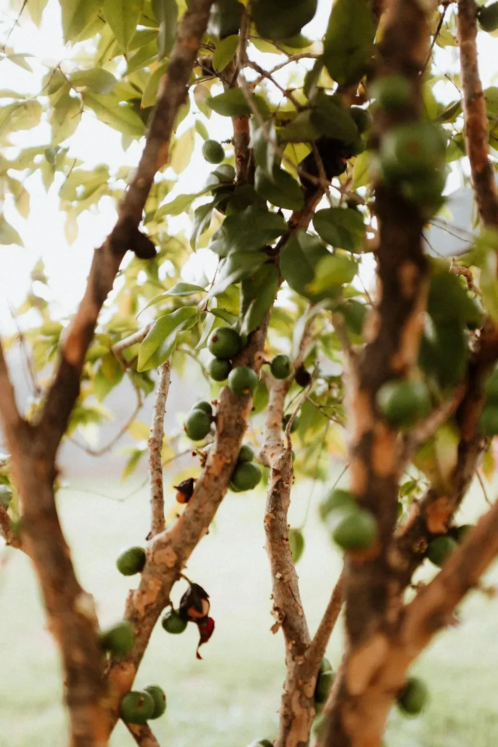 Nho thân gỗ tím sẫm mọng nước