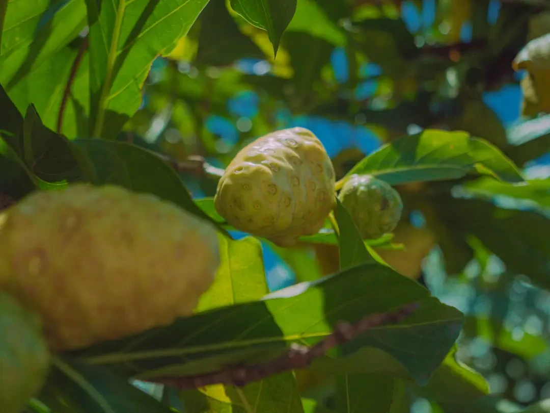 Nước ép Noni nguyên chất và trái Noni tươi