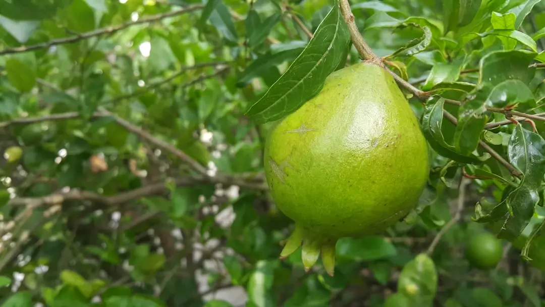 Ổi lê cắt lát và nước ép