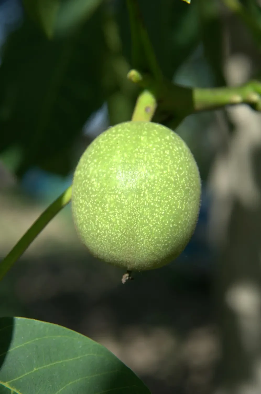 Ổi lê trên đĩa