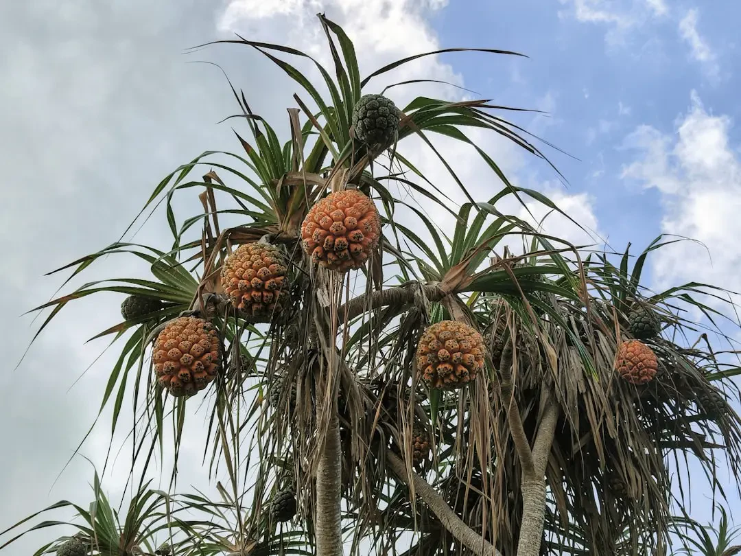 Pandan – Nguồn Gốc, Dinh Dưỡng, Lợi Ích & Ứng Dụng