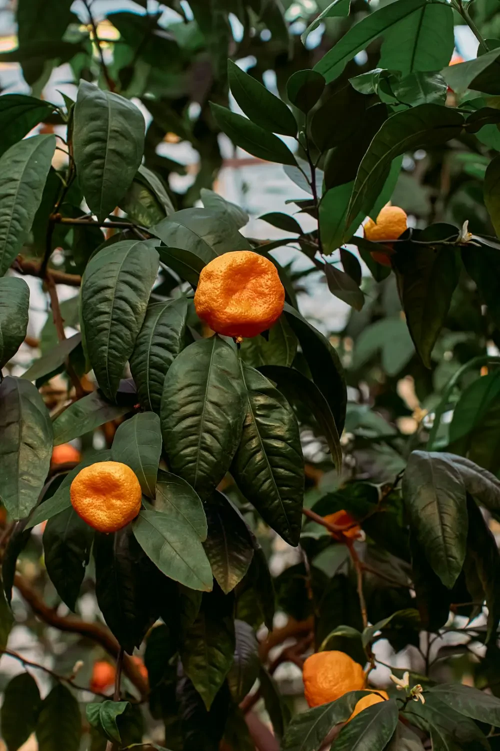 Những bó lá dứa Pandan tươi
