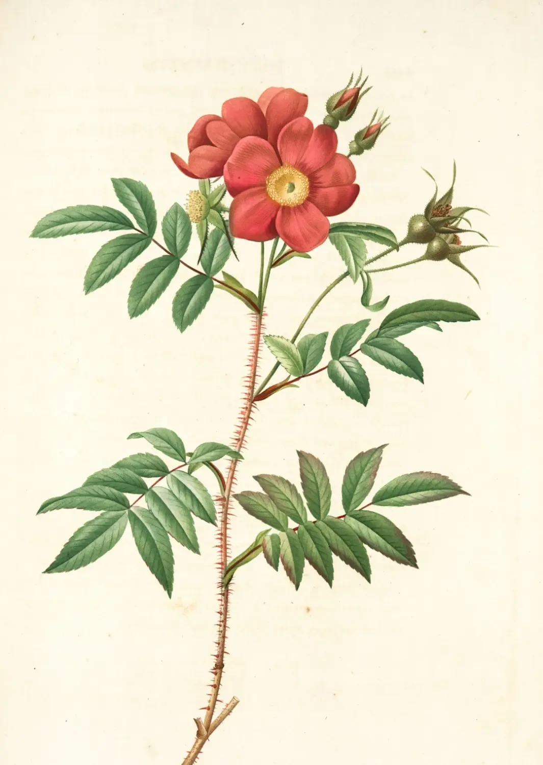 Dinh dưỡng trong quả Pineberry