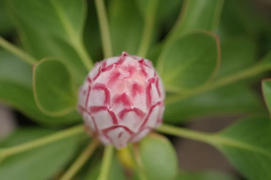 Lợi ích và cách dùng Pineberry