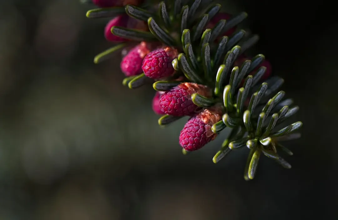 Pineberry được dùng làm quà biếu
